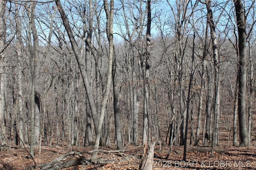 Hard-to-find 5-acre wooded tract with F Highway frontage in the - photo 14