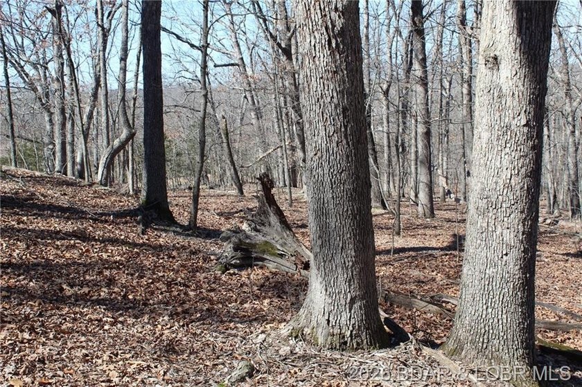 Hard-to-find 5-acre wooded tract with F Highway frontage in the - photo 15