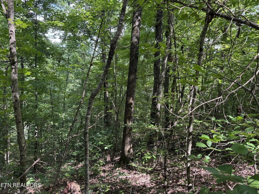 Build your dream home in one of Cherokee Lake's premier gated - photo 5