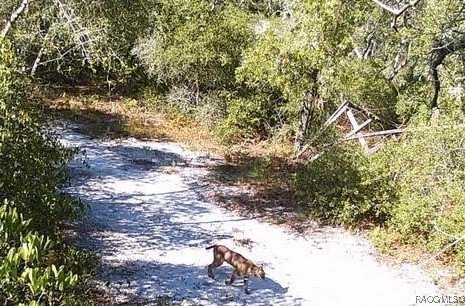 Explore the Untamed Beauty and Opportunity of Florida's Nature - photo 6