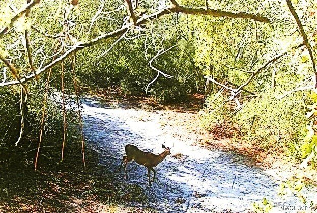 Explore the Untamed Beauty and Opportunity of Florida's Nature - photo 7