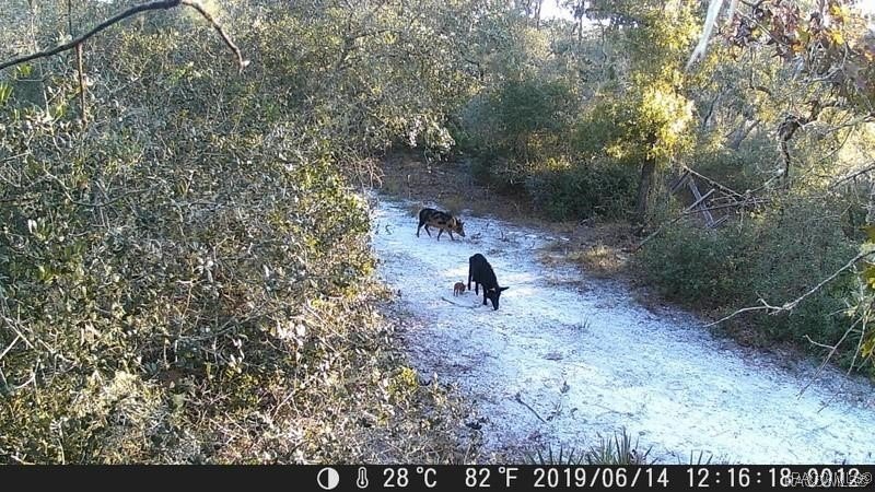 Explore the Untamed Beauty and Opportunity of Florida's Nature - photo 8