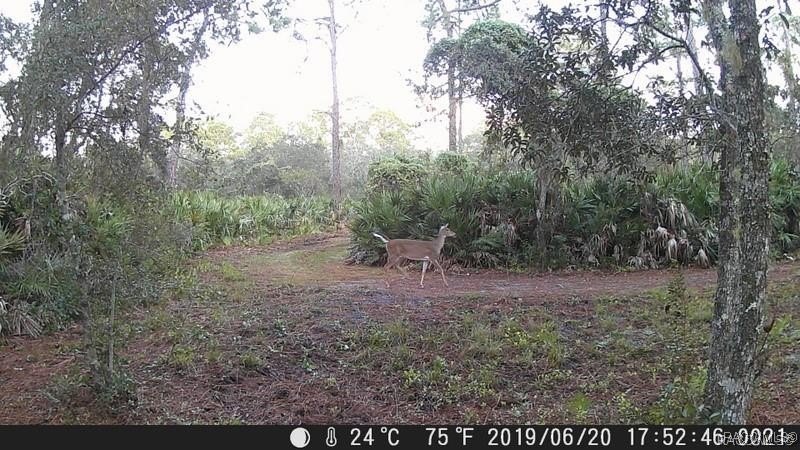 Explore the Untamed Beauty and Opportunity of Florida's Nature - photo 9