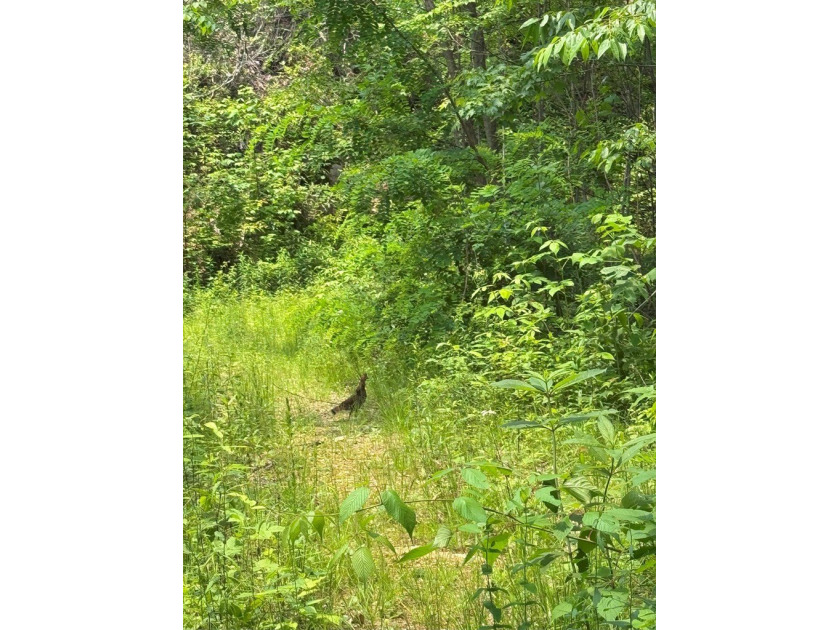 Opportunity Knocks to own this 88.41 acre parcel close to - photo 19