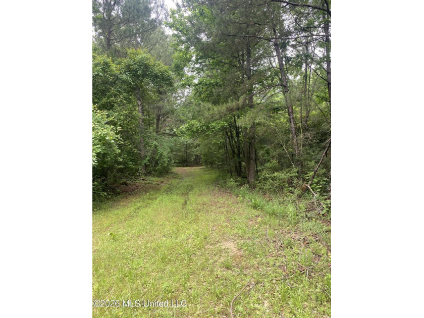 **Secluded Hardwood Haven in Amite County, Mississippi!** Escape - photo 8