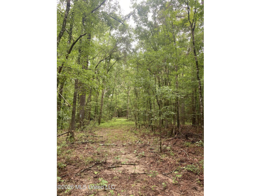 **Secluded Hardwood Haven in Amite County, Mississippi!** Escape - photo 9