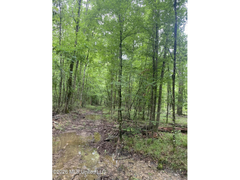 **Secluded Hardwood Haven in Amite County, Mississippi!** Escape - photo 10