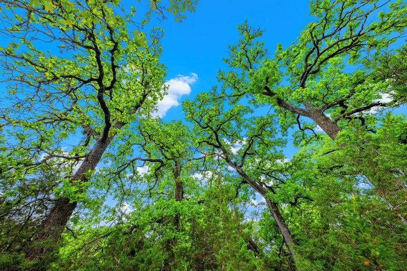 Adobe Springs Ranch is an exceptional 77.59 acre Hill Country - photo 19
