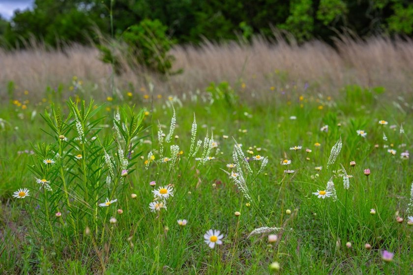 Adobe Springs Ranch is an exceptional 77.59 acre Hill Country - photo 26