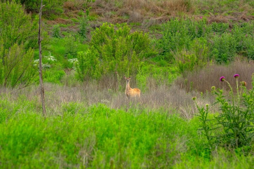 Adobe Springs Ranch is an exceptional 77.59 acre Hill Country - photo 27