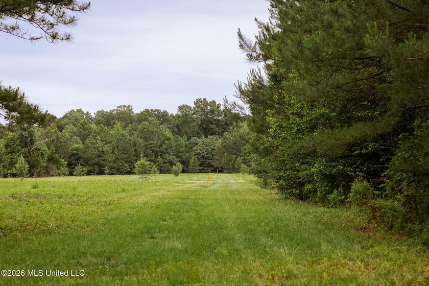 Land for sale in Amite County, MS. This beautiful 161-acre tract - photo 3