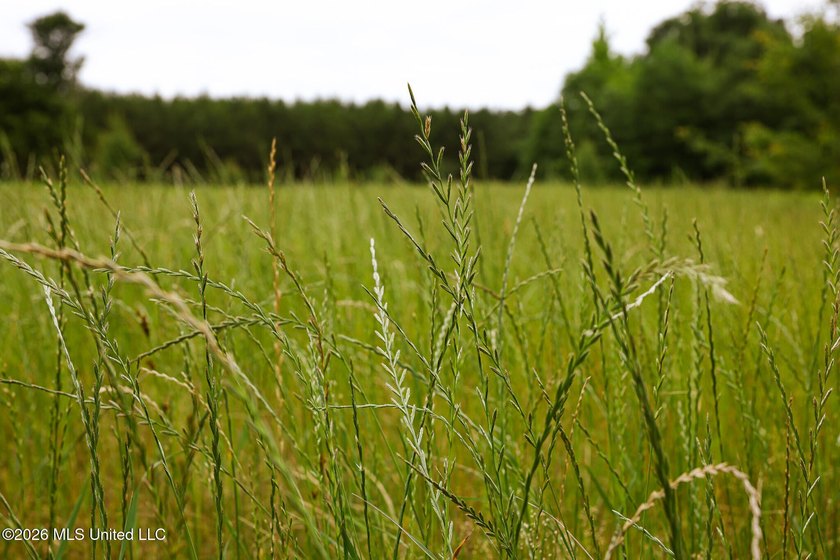 Land for sale in Amite County, MS. This beautiful 161-acre tract - photo 4
