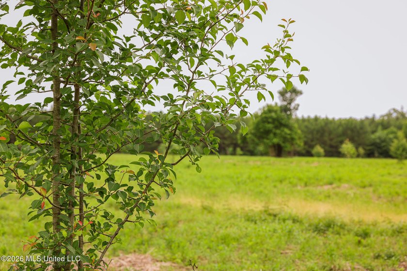Land for sale in Amite County, MS. This beautiful 161-acre tract - photo 5