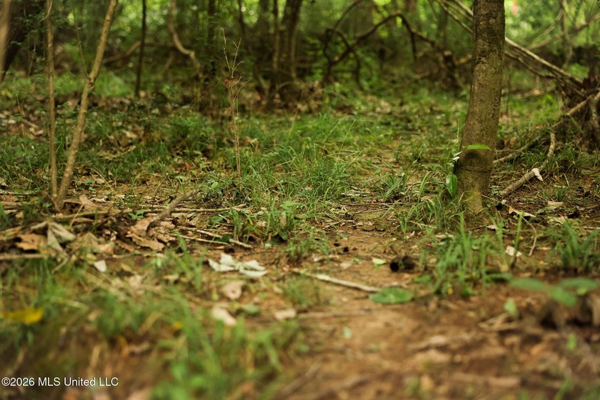 Land for sale in Amite County, MS. This beautiful 161-acre tract - photo 8