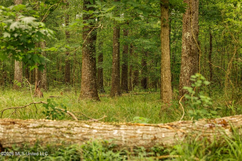 Land for sale in Amite County, MS. This beautiful 161-acre tract - photo 10