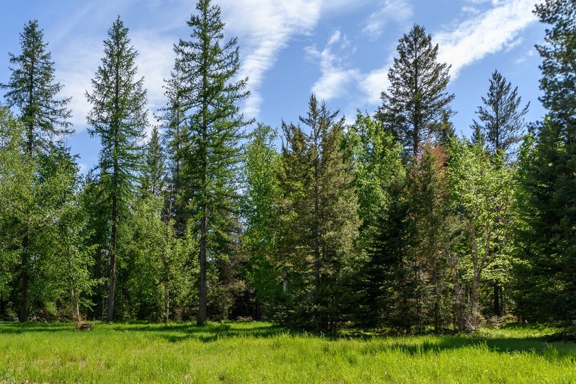 Create your dream home on this enchanted woodland 5.03 acre - photo 16