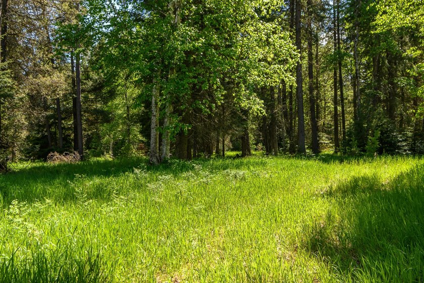 Create your dream home on this enchanted woodland 5.03 acre - photo 19
