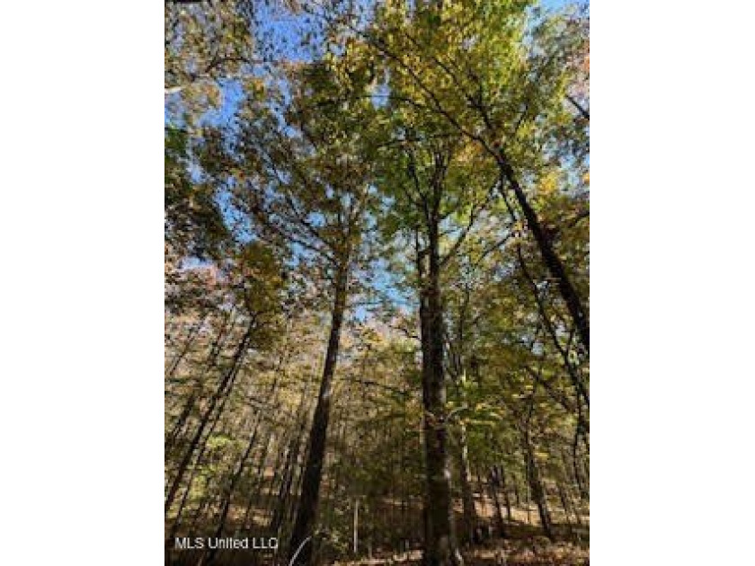 100 Acres of Hardwood &amp; Pine Timber - Recreational Tract Near - photo 2