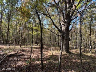 100 Acres of Hardwood &amp; Pine Timber - Recreational Tract Near - photo 3