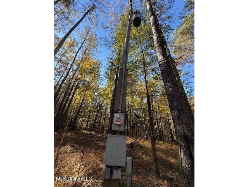 100 Acres of Hardwood &amp; Pine Timber - Recreational Tract Near - photo 4