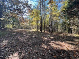 100 Acres of Hardwood &amp; Pine Timber - Recreational Tract Near - photo 9