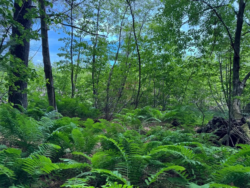 Build your dream lake home or Northwoods retreat on beautiful - photo 11