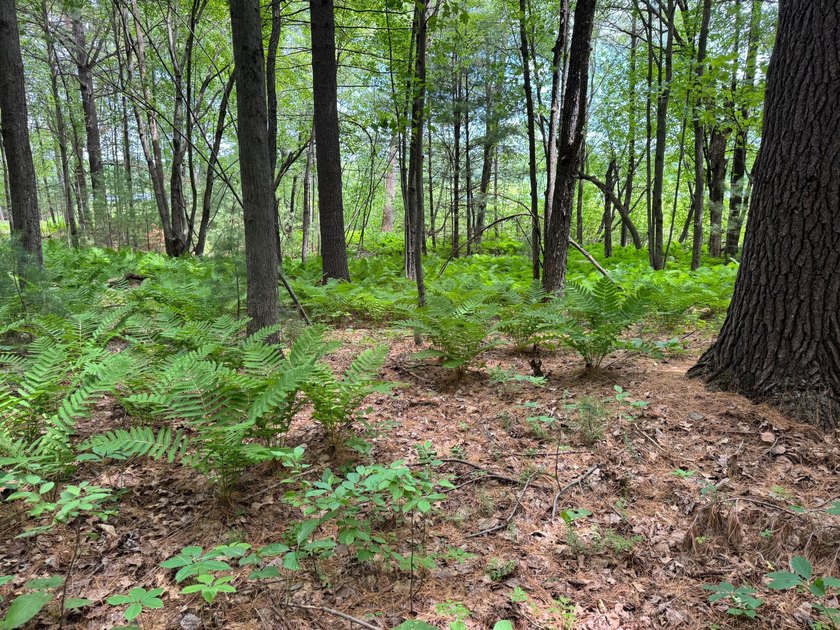 Build your dream lake home or Northwoods retreat on beautiful - photo 12