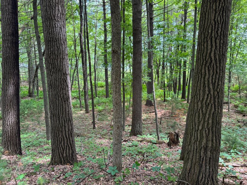 Build your dream lake home or Northwoods retreat on beautiful - photo 14