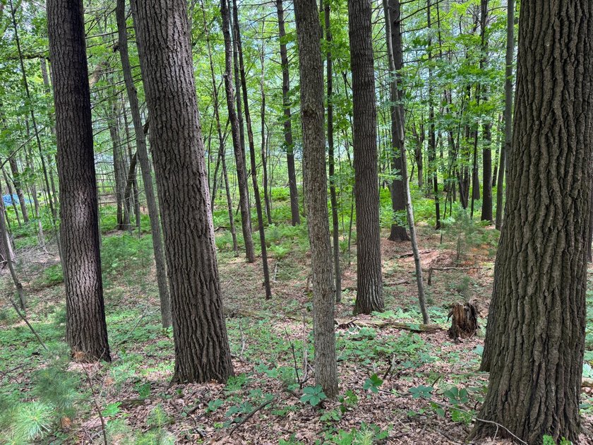 Build your dream lake home or Northwoods retreat on beautiful - photo 15