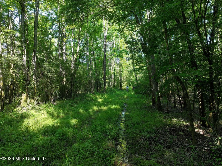 This 105 +/- acres is located in Lincoln County, Mississippi - photo 2
