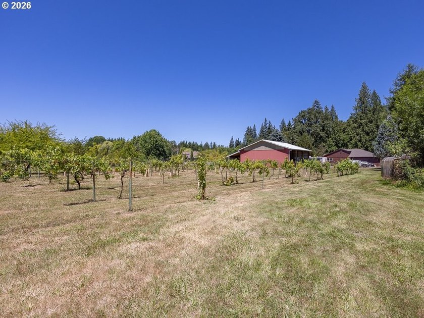 Your Winemaking Dream (or Kennel Dream) AwaitsPicture this: 5 - photo 9