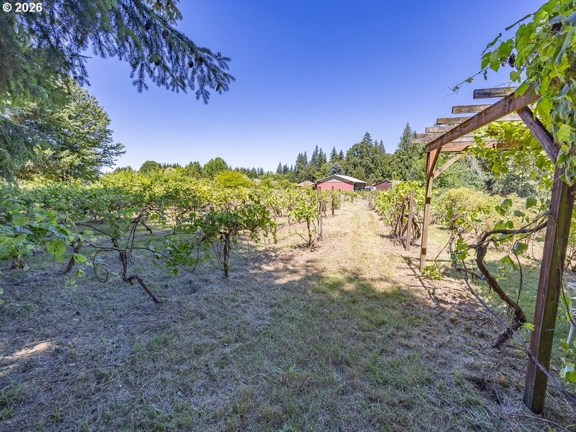 Your Winemaking Dream (or Kennel Dream) AwaitsPicture this: 5 - photo 10