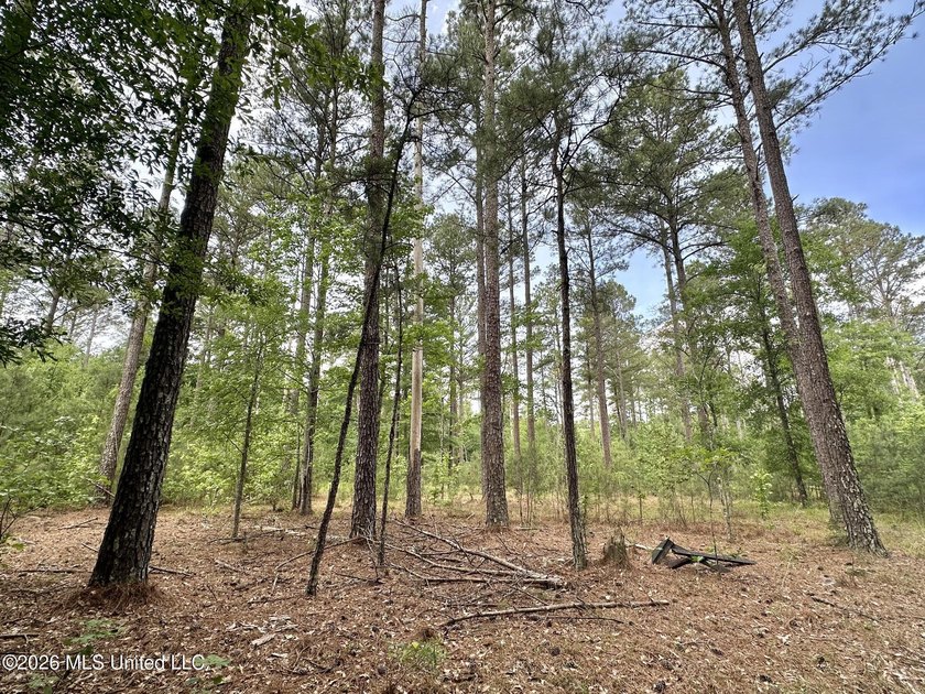 +/- 95 acre timberland and hunting property in northwest Scott - photo 3