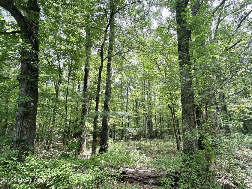 +/- 95 acre timberland and hunting property in northwest Scott - photo 4
