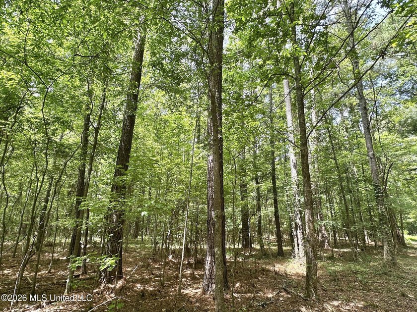 +/- 95 acre timberland and hunting property in northwest Scott - photo 5