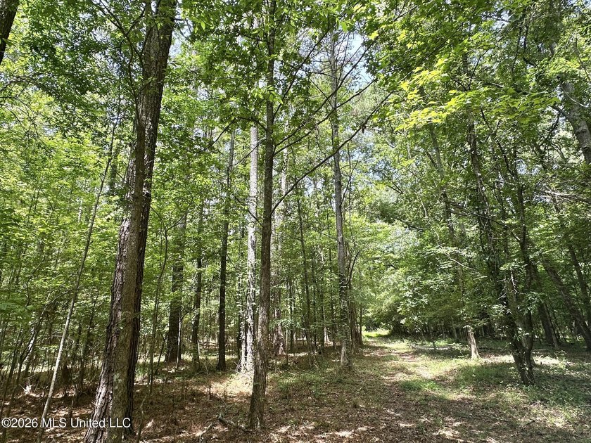+/- 95 acre timberland and hunting property in northwest Scott - photo 6