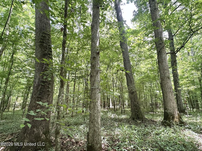 +/- 95 acre timberland and hunting property in northwest Scott - photo 8