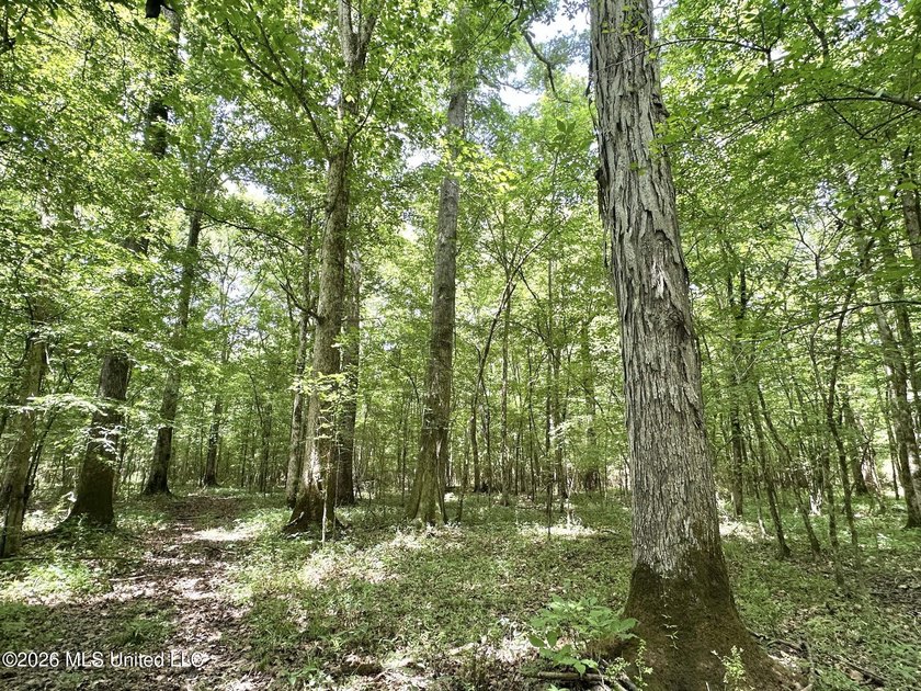 +/- 95 acre timberland and hunting property in northwest Scott - photo 10