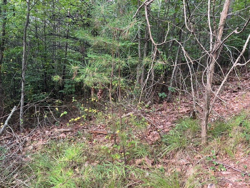 Discover unparalleled tranquility and peace on this .94 acres of - photo 6