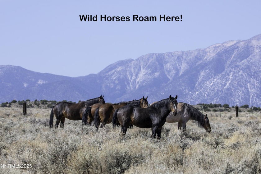 Peaceful 10.45-Acre Parcel with Pine Nut Creek flowing along the - photo 7
