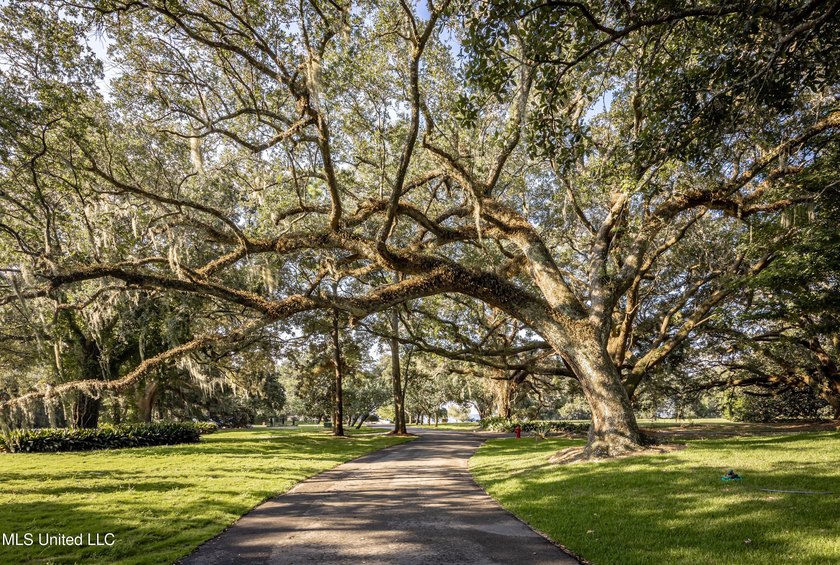 Gorgeous, centuries-old majestic oaks line these level, one-acre - photo 15