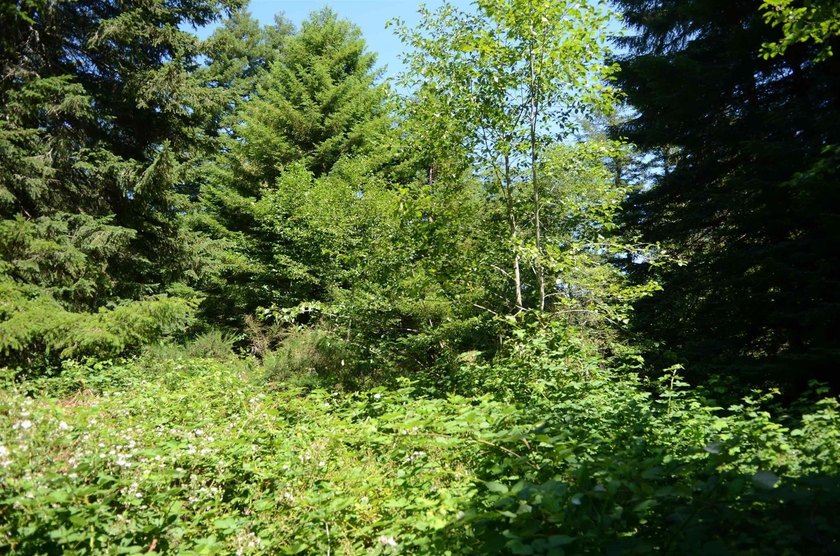 Beautiful lot w/secluded privacy and Del Norte Golf Course - photo 3