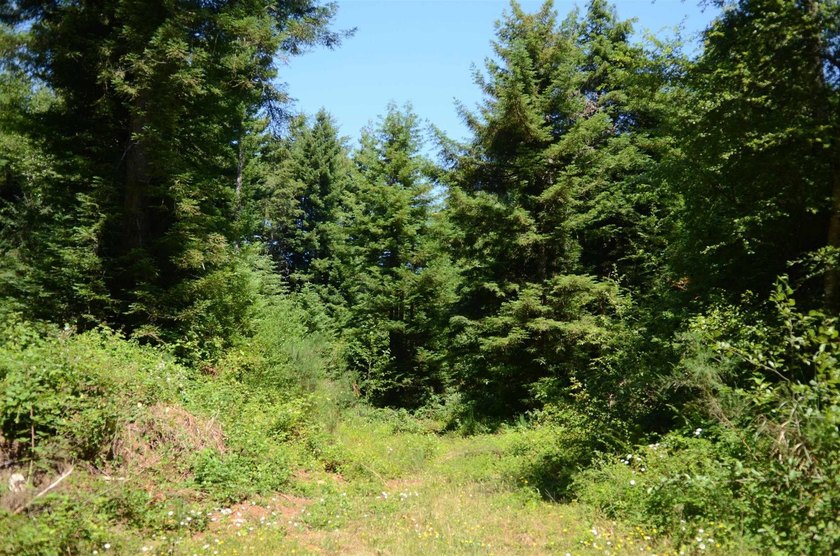 Rare and beautiful subdivision lot w/secluded privacy and Del - photo 3