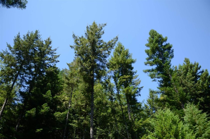 Rare and beautiful subdivision lot w/secluded privacy and Del - photo 5