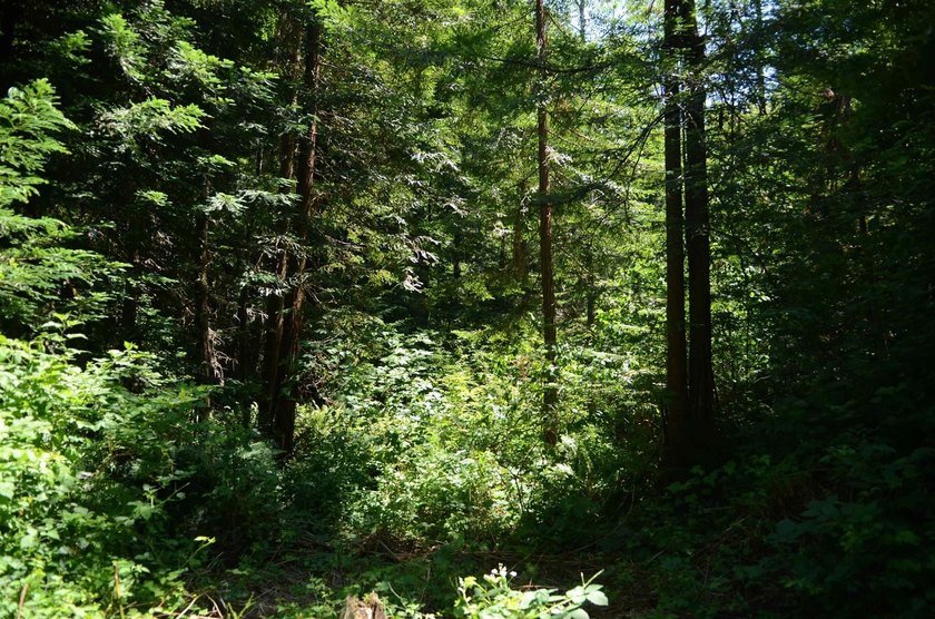 Rare and beautiful subdivision lot w/secluded privacy and Del - photo 8