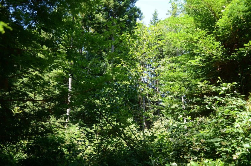 Rare and beautiful subdivision lot w/secluded privacy and Del - photo 9