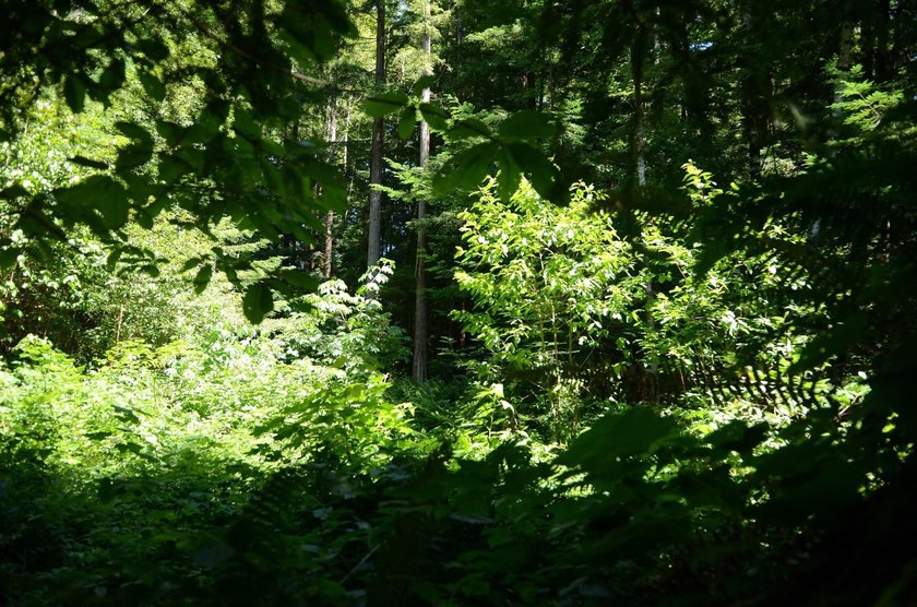 Rare and beautiful subdivision lot w/secluded privacy and Del - photo 4