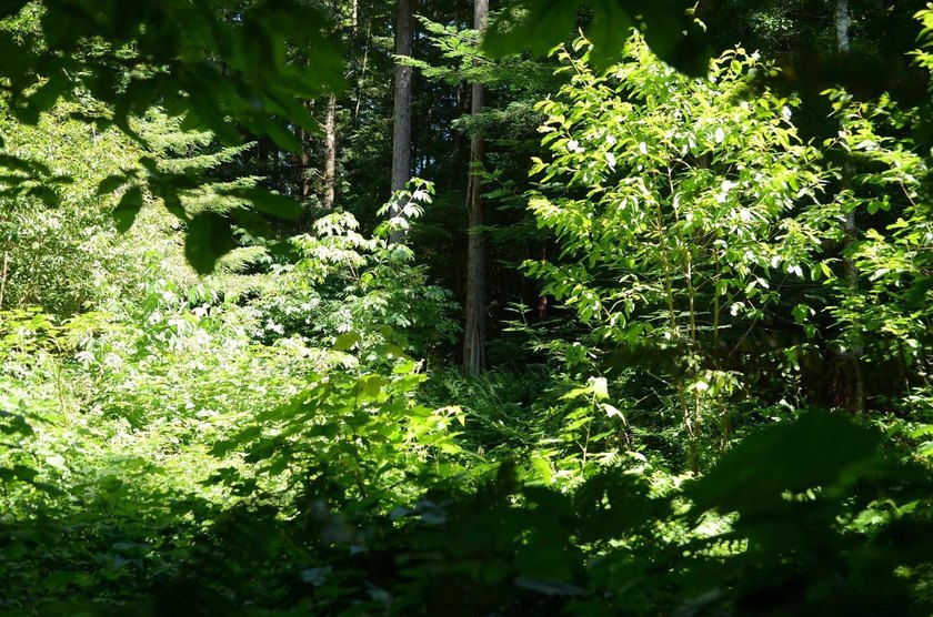 Rare and beautiful subdivision lot w/secluded privacy and Del - photo 6