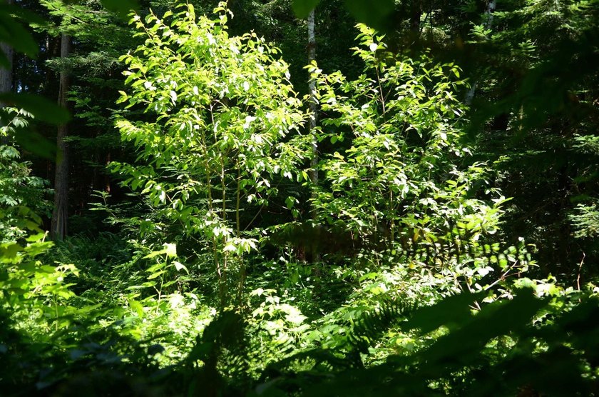 Rare and beautiful subdivision lot w/secluded privacy and Del - photo 7