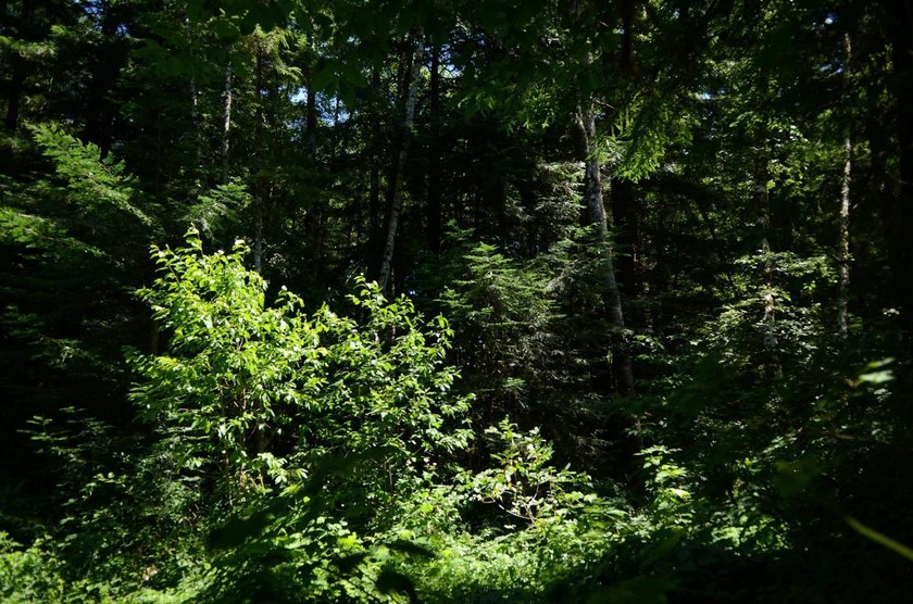 Rare and beautiful subdivision lot w/secluded privacy and Del - photo 9